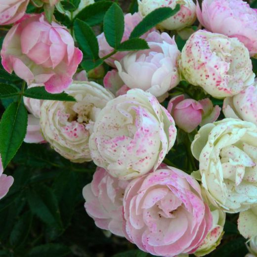KOSTER ROSE,Petit rosier buisson régulier aux fleurs bien rondes,
