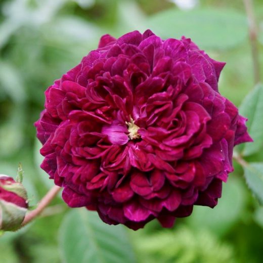 PETITE RENONCULE VIOLETTE