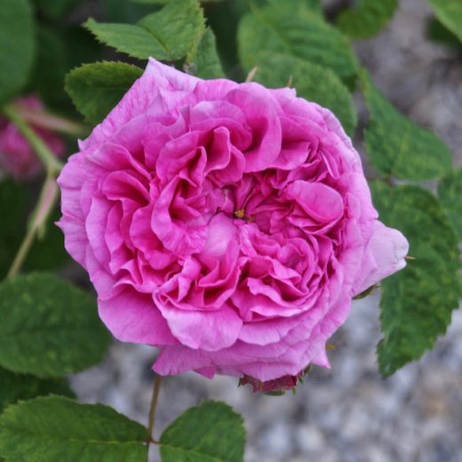 DUCHESSE DE ROHAN